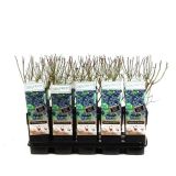 AMERIŠKA BOROVNICA BLUECROP L15