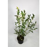 AMERIŠKA BOROVNICA DUKE L17