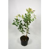 AMERIŠKA BOROVNICA HORTBLUE PETITE L19