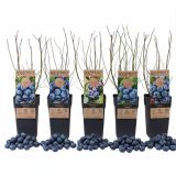 AMERIŠKA BOROVNICA L17 CM