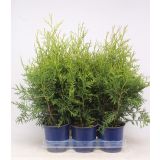 TUJA AMERIŠKI KLEK BRABANT L15