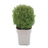 TUJA AMERIŠKI KLEK TEDDY L17