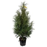 TUJA AMERIŠKI KLEK BRABANT L27