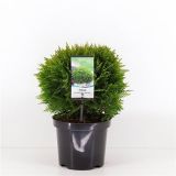 IGLAVEC AMERIŠKI KLEK DANICA L19