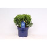 TUJA AMERIŠKI KLEK DANICA L23