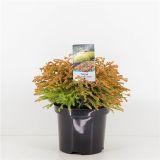 IGLAVEC AMERIŠKI KLEK GOLDEN TUFFET L19