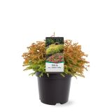 TUJA AMERIŠKI KLEK GOLDENTUFF. L19