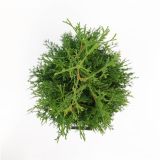 TUJA AMERIŠKI KLEK HOLMSTRUP L19