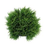 IGLAVEC AMERIŠKI KLEK TINY TIM L23