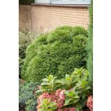 IGLAVEC AMERIŠKI KLEK TINY TIM L23