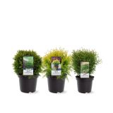 TUJA AMEROŠKI KLEK KROGLA MIX L19