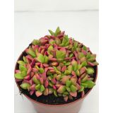 SUKULENT ANAKAMSEROS L8.5