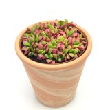 SUKULENT ANAKAMSEROS L8.5