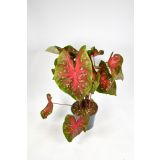 ZELENA RASTLINA ANGELSKA KRILA L17