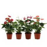 FLAMINGOVEC ANTHURIUM ANDREANUM LOVE L14