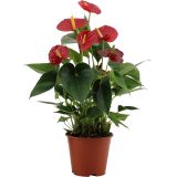 FLAMINGOVEC ANTHURIUM ANDREANUM LOVE L14