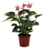 FLAMINGOVEC ANTHURIUM ANDREANUM LOVE L14