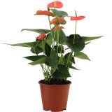 FLAMINGOVEC ANTHURIUM ANDREANUM LOVE L14
