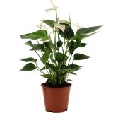 FLAMINGOVEC ANTHURIUM ANDREANUM LOVE L14