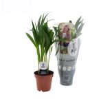 AREKA PALMA AIR SO PURE L12 CM