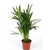 AREKA PALMA L14 CM