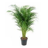 AREKA PALMA L21 CM