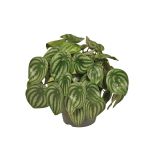 PEPEROMIJA ARGYREIA L17