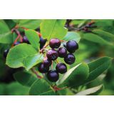 ARONIJA VOLMARY MELONACARPA L17