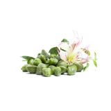 ZELENJAVNA SADIKA L'ORTO FRUTTIFERO ARTIČOKA 1/1 CAPPERO L14