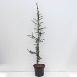 CEDRA ATLAŠKA GLAUCA L26