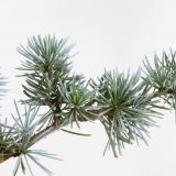 CEDRA ATLAŠKA GLAUCA L26