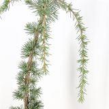 CEDRA ATLAŠKA GLAUCA PENDULA L19