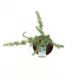 CEDRA ATLAŠKA GLAUCA PENDULA L19