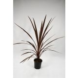 STRUKTURNA NECVETOČA RAS. AUSTRALSKA KORDILINA L13