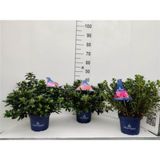 GRM AZALEJA JAPONIKA L23