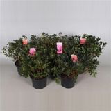 GRM AZALEJA JAPONIKA MIX L23