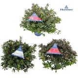 AZALEJA JAPONIKA MIX L23