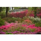 AZALEJA JAPONSKA L14 CM