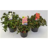 AZALEJA JAPONSKA MIX L2 L