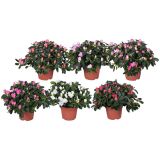 AZALEJA JAPONSKA VOGEL MIX L13 CM