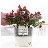 AZALEJA RODODENDRON SIM MIX L12 V LONČKU