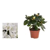 AZALEJA SLEČ L14 RHODODENDRON SIM.MIXED