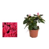 AZALEJA SLEČ L14 RHODODENDRON SIM.MIXED