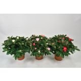 AZALEJA SLEČ ROZA L12