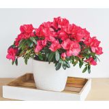 AZALEJA SLEČ ROZA L12