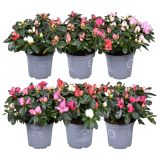 AZALEJA SOBNA CARNAVAL L12 CM