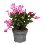 AZALEJA SOBNA L13 CM