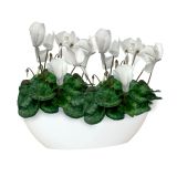 PE NOTRANJI LONEC BAHIA PLANT BOX BEL OVAL 45X17CM