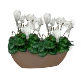 PE NOTRANJI LONEC BAHIA PLANT BOX TAUPE OVAL 45X17CM