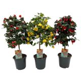 BALKONSKA RASTLINA ABUTILON NA DEBLU L19 CM